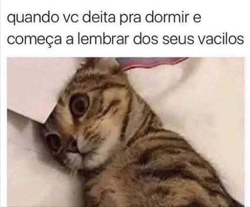 Memes para rir de gatos
