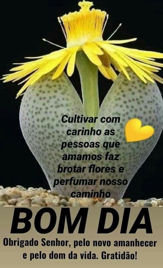 Frases de bom dia e flores